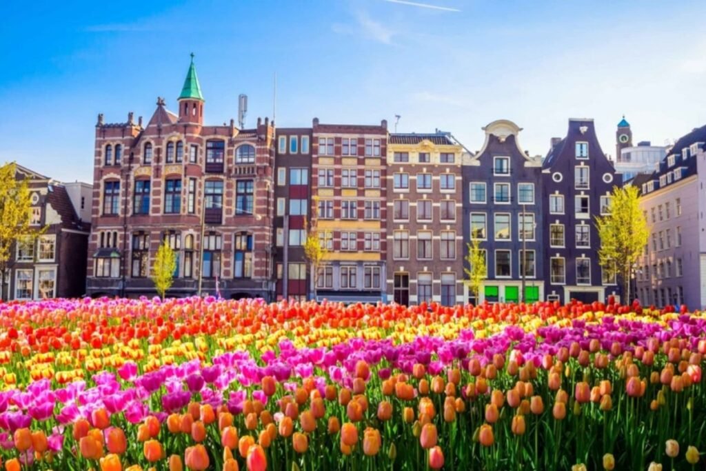 Paty Travels Amsterdam Tulip