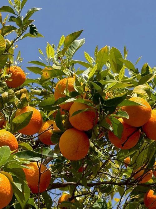 sevilla nature